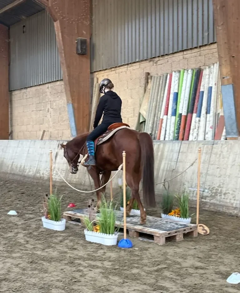 Eine Person auf einem Pferd befährt einen Indoor-Reitparcours mit Pflanzen und Holzpaletten.