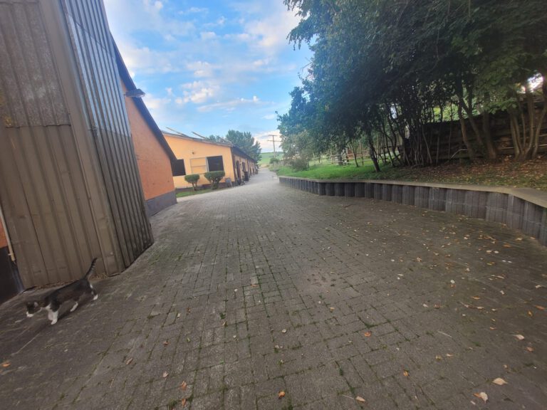 Ein gepflasterter Gehweg mit Bäumen auf der rechten und Gebäuden auf der linken Seite; eine Katze läuft neben dem linken Gebäude und trägt zu einer heiteren Startseite bei.