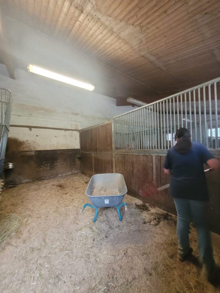 Person, die einen Stall reinigt, in dem sich eine Schubkarre befindet. Der Stall ist von Holzwänden umgeben und hat eine Decke mit Beleuchtung.