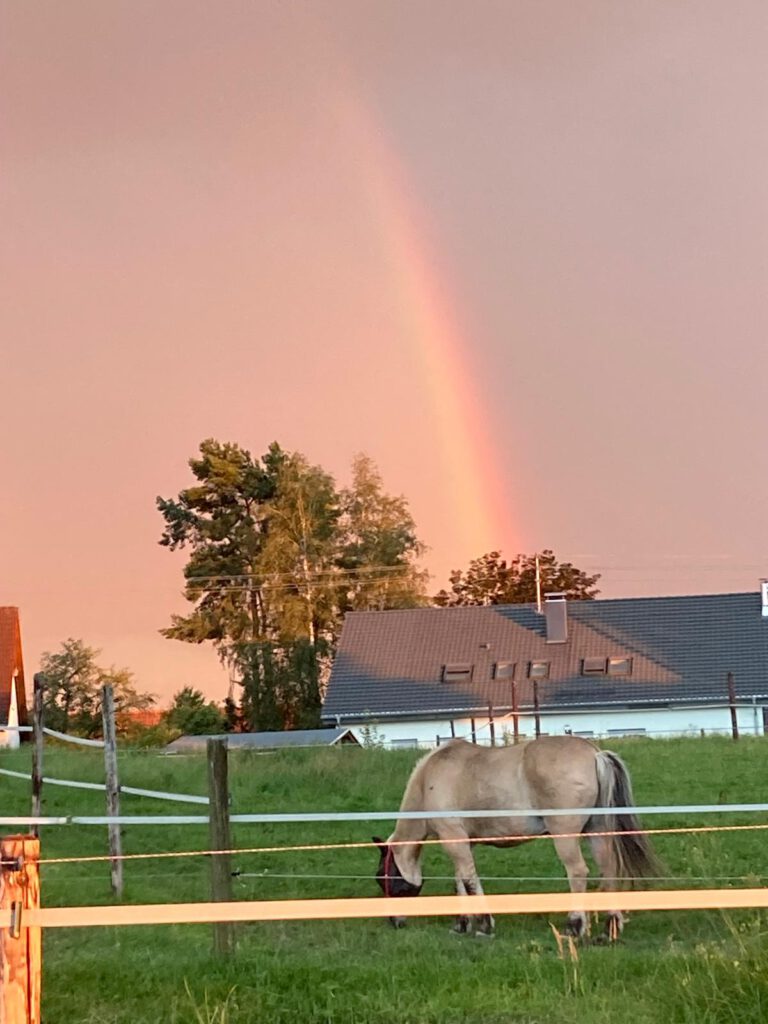 Ein Pferd grast bei Sonnenuntergang auf einer Wiese mit einem Regenbogen und Häusern im Hintergrund und ähnelt einem malerischen Bild auf der Hauptseite.